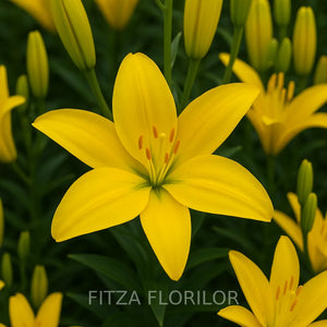 Bulbi de Crini Pachet Promo Mixt6