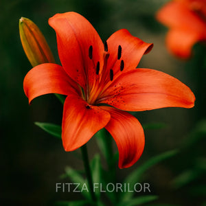 Bulbi_de_Crini_Pachet_Promotional_Fantasy_Mixt16