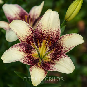 Bulbi_de_Crini_Pachet_Promotional_Fantasy_Mixt20