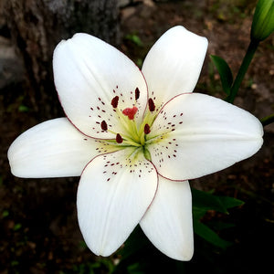 Bulbi de Crini Pachet Promotional Fantasy Mixt3