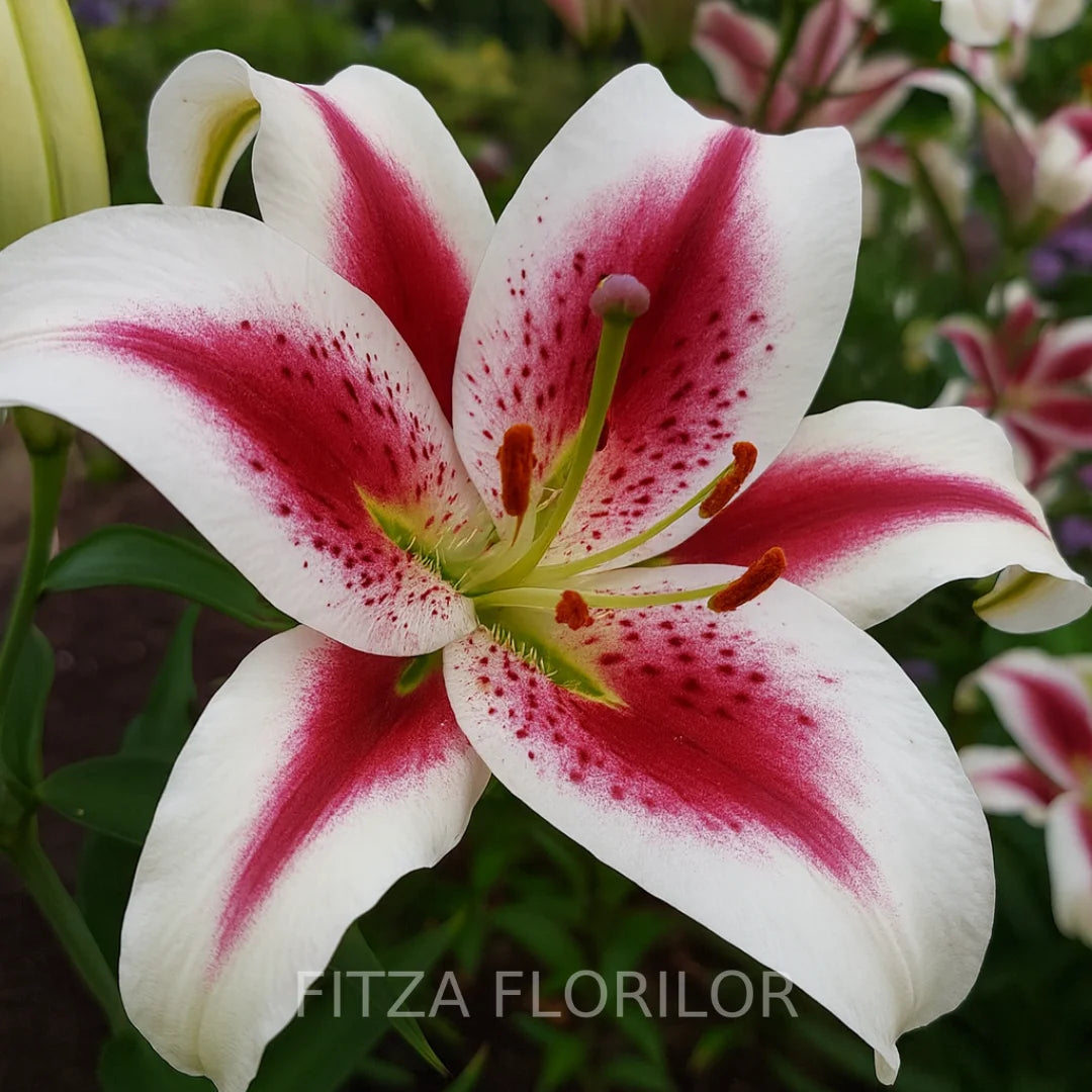 Bulbi de Crini Pachet Promotional Mixt17
