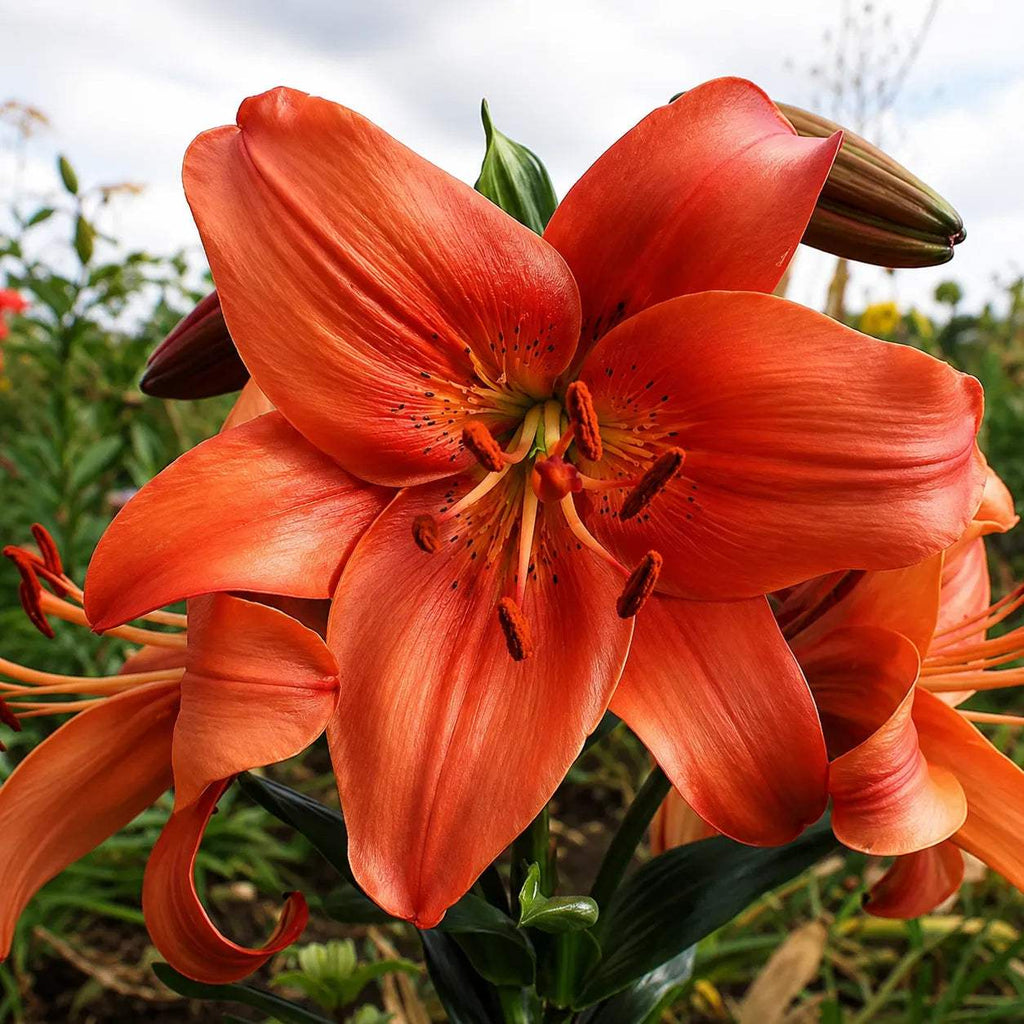 Bulbi_de_Crini_Pearl_Lorraine - Fitza Florilor