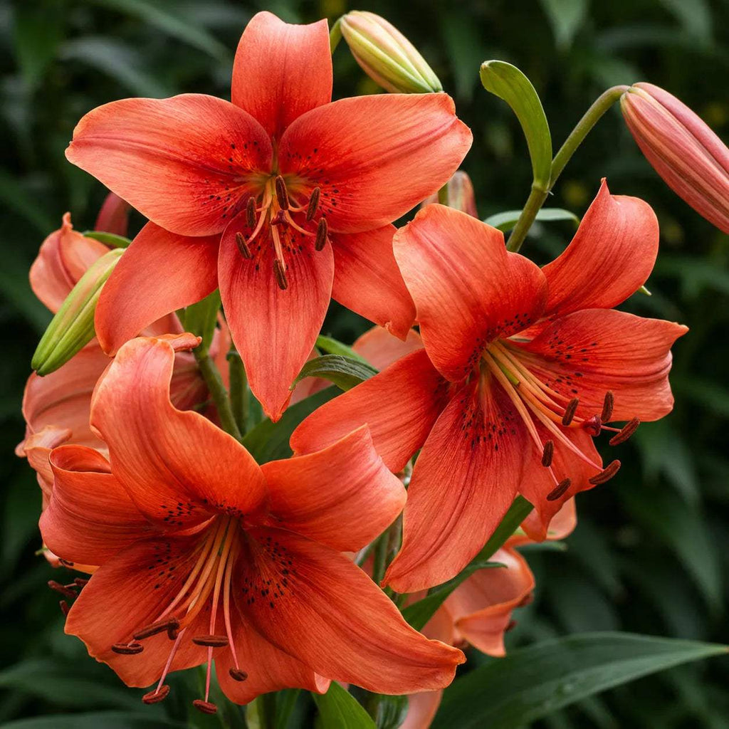 Bulbi_de_Crini_Pearl_Lorraine_3 - Fitza Florilor