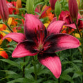 Bulbi de Crini Purple Dream, crin asiatic cu flori mari violet-purpuriu și centru alb-crem, ideal pentru grădini, borduri, ghivece decorative și buchete elegante de vară