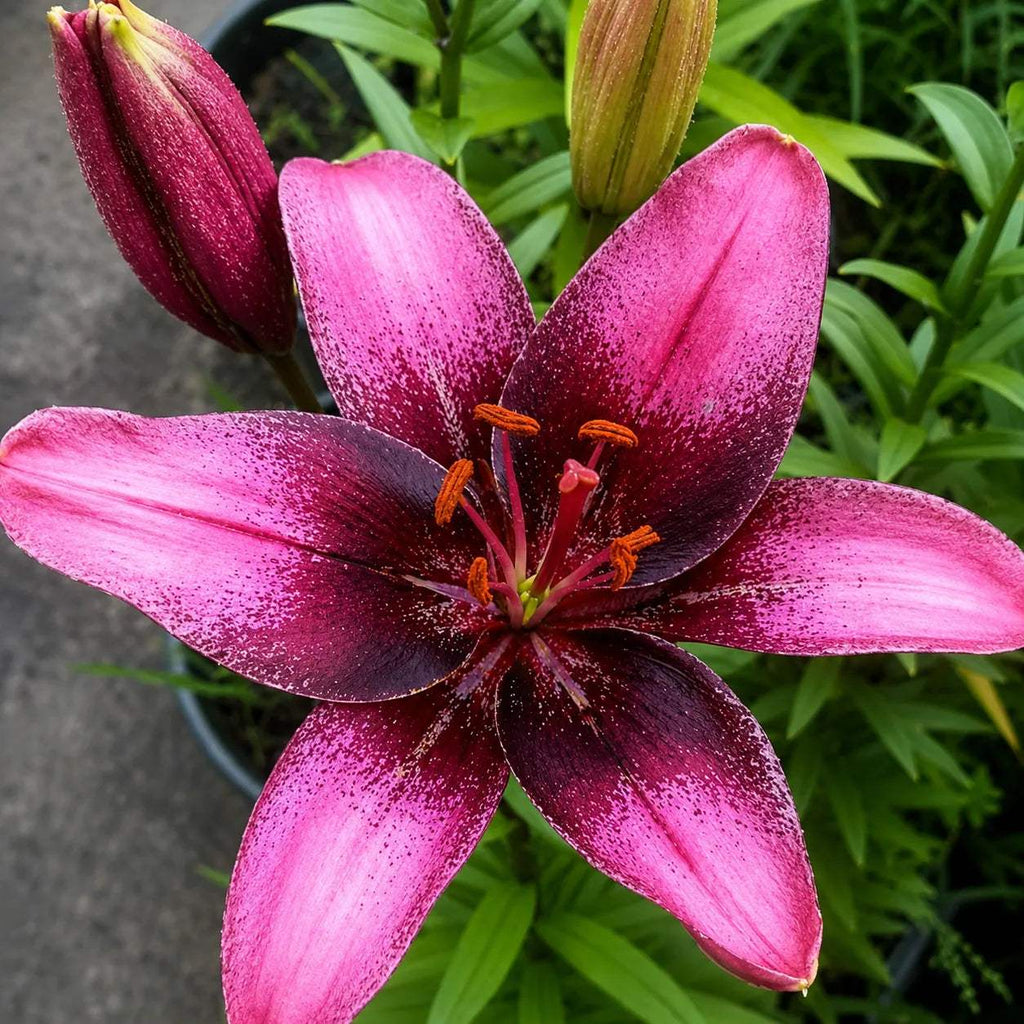 Bulbi de Crini Purple Dream, crin ornamental cu flori violet-purpuriu și centru alb-crem, rezistent la frig și boli, ideal pentru grădini, borduri, ghivece și aranjamente florale elegante