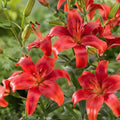 Bulbi_de_Crini_Red_County_1 - Fitza Florilor