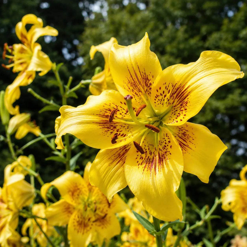 Bulbi_de_Crini_Yellow_Bruse_1 - Fitza Florilor