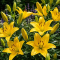 Bulbi_de_Crini_Yellow_County - Fitza Florilor