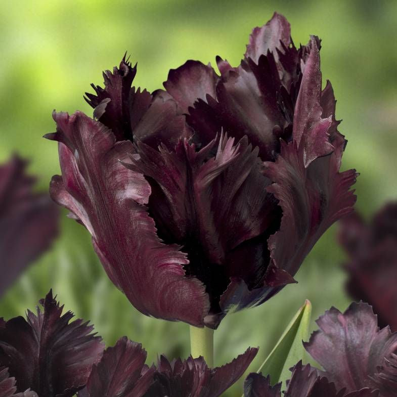Lalelele Black Parrot impresionează prin forma neobișnuită și culoarea profundă. Bulbi de calitate pentru înflorire bogată primăvara, potriviți pentru grădini, terase și aranjamente florale.