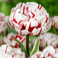 Bulbi_de_Lalele_Carnaval_de_Nice_1 - Fitza Florilor
