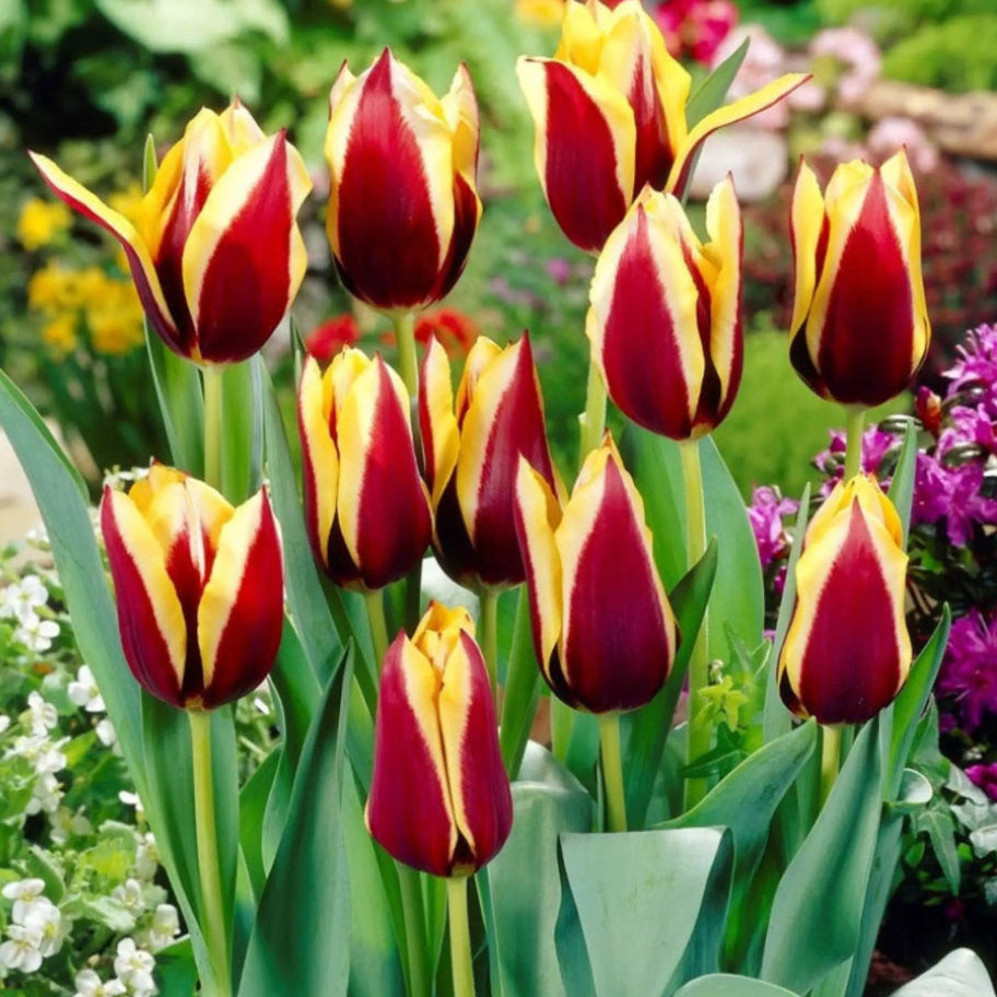 Bulbi de Lalele Gavota, lalele bicolore cu flori mari și culori intense. Plantare toamna pentru un decor impresionant în aprilie-mai.