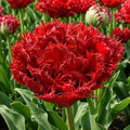 Bulbi_de_Lalele_Qatar - Fitza Florilor