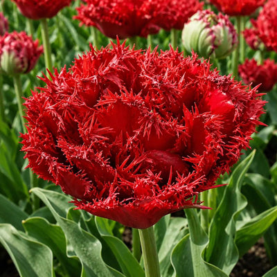 Bulbi_de_Lalele_Qatar - Fitza Florilor