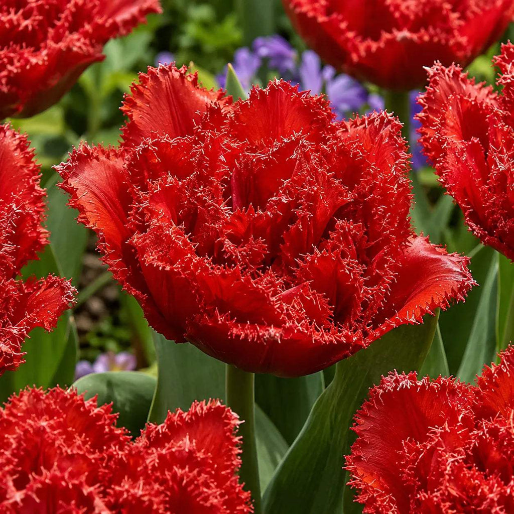 Bulbi_de_Lalele_Qatar_2 - Fitza Florilor