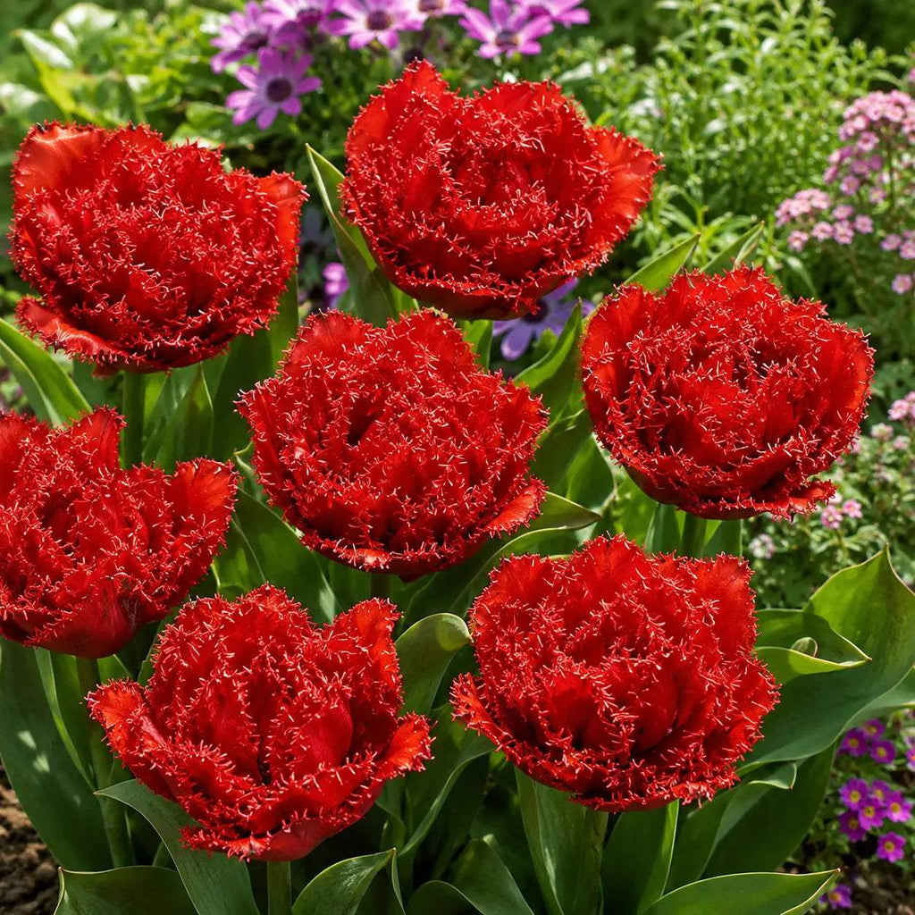 Bulbi_de_Lalele_Qatar_4 - Fitza Florilor