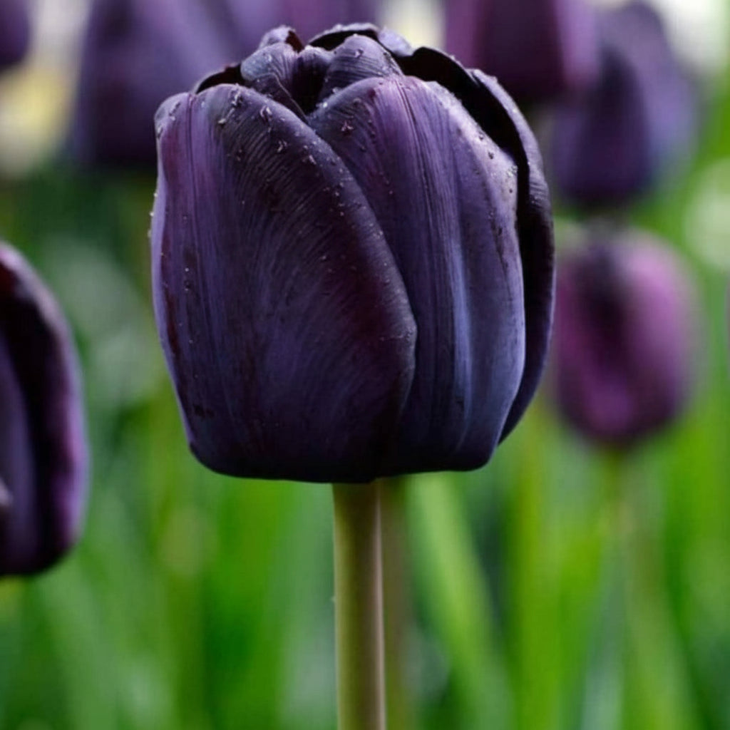Bulbi de Lalele Queen of Night – lalele mov închis aproape negre, elegante și rafinate. Ideale pentru grădini moderne și aranjamente spectaculoase.