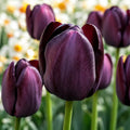 Bulbi_de_Lalele_Queen_of_Night_1 - Fitza Florilor