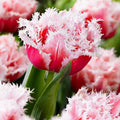 Bulbi_de_Lalele_Queensland_1 - Fitza Florilor