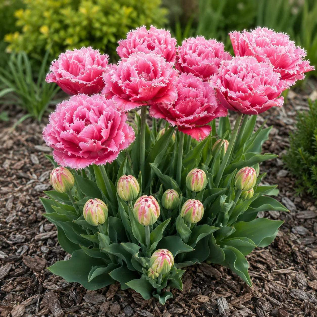 Bulbi_de_Lalele_Queensland_3 - Fitza Florilor