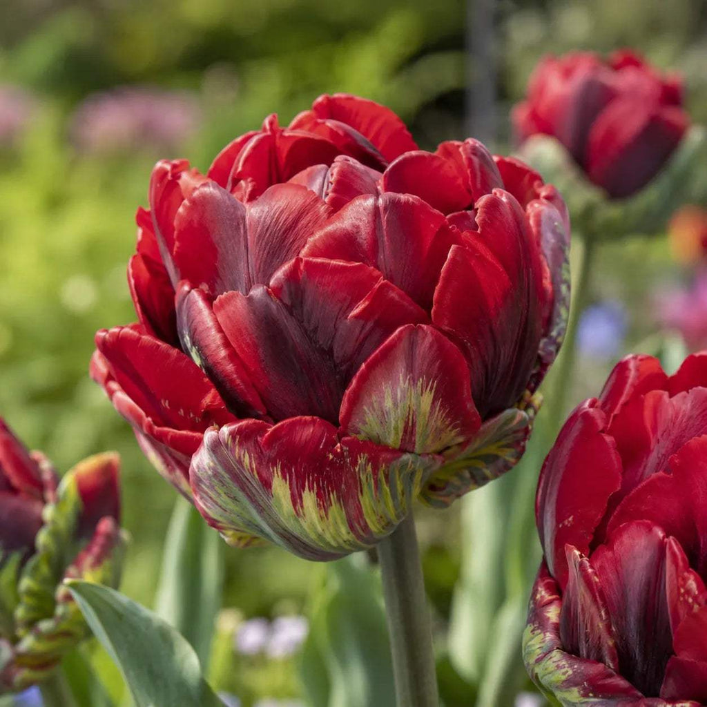 Bulbi_de_Lalele_Rococo_Double_2 - Fitza Florilor
