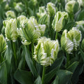 Bulbi_de_Lalele_Super_Parrot - Fitza Florilor