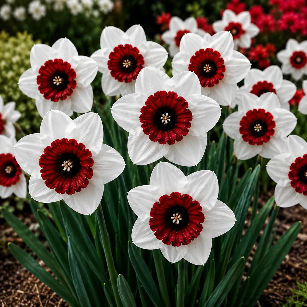 Bulbi de Narcise „Ruby Flame” – Set 2 Bucăți