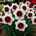 Bulbi de Narcise „Ruby Flame” – Set 2 Bucăți