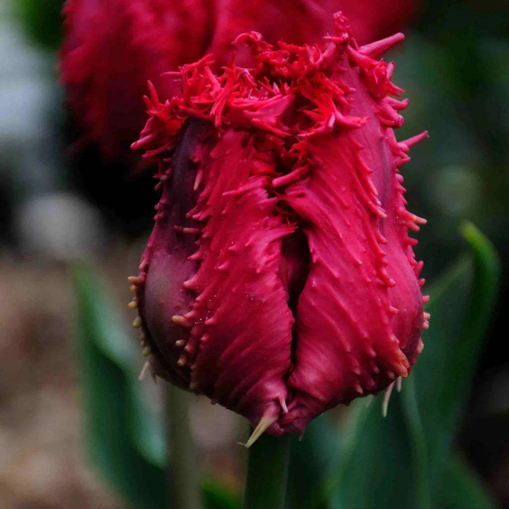 Bulbi_de_lalele_Barbados - Fitza Florilor