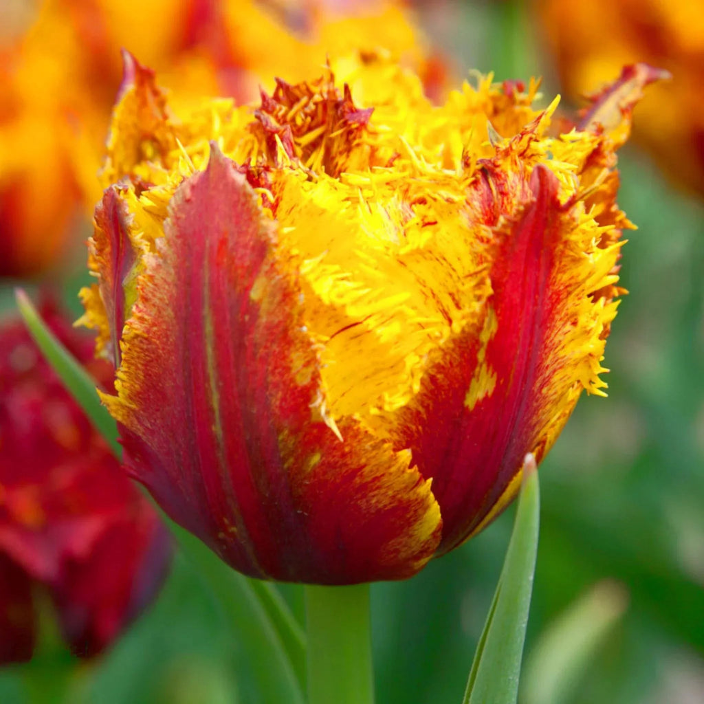 Bulbi de lalele Bastia – culoare aprinsă, aspect elegant și rezistență excelentă. Perfecți pentru borduri și aranjamente florale.