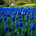 Bulbi de lalele Blue Aimable – culoare uniformă liliachiu, rezistență excelentă și efect decorativ deosebit în aprilie-mai.