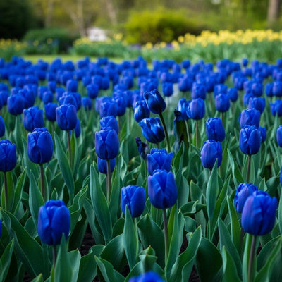 Bulbi_de_lalele_Blue_Aimable - Fitza Florilor