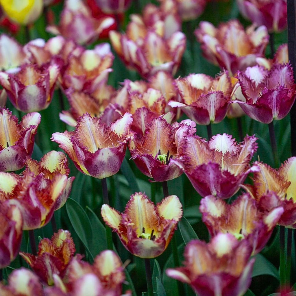 Bulbi de lalele Colour Fusion – combinație armonioasă de culori și rezistență excelentă. Perfecți pentru borduri și aranjamente florale.