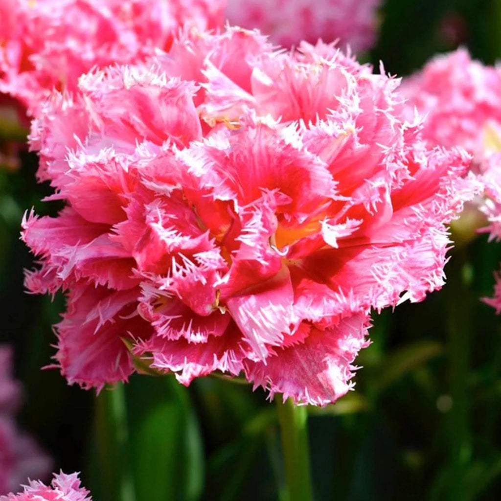 Bulbi_de_lalele_Crispion_Sweet - Fitza Florilor