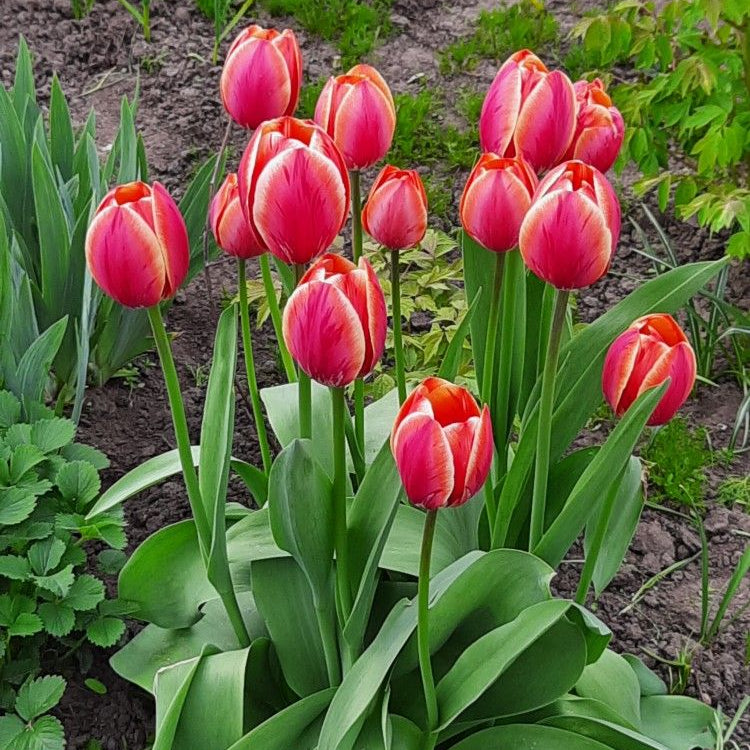 Cumpără bulbi de lalele Escape, soi spectaculos cu flori roșii intense și tulpini rezistente. Ideali pentru grădină sau ghiveci, înfloresc primăvara și oferă un decor elegant și vibrant.