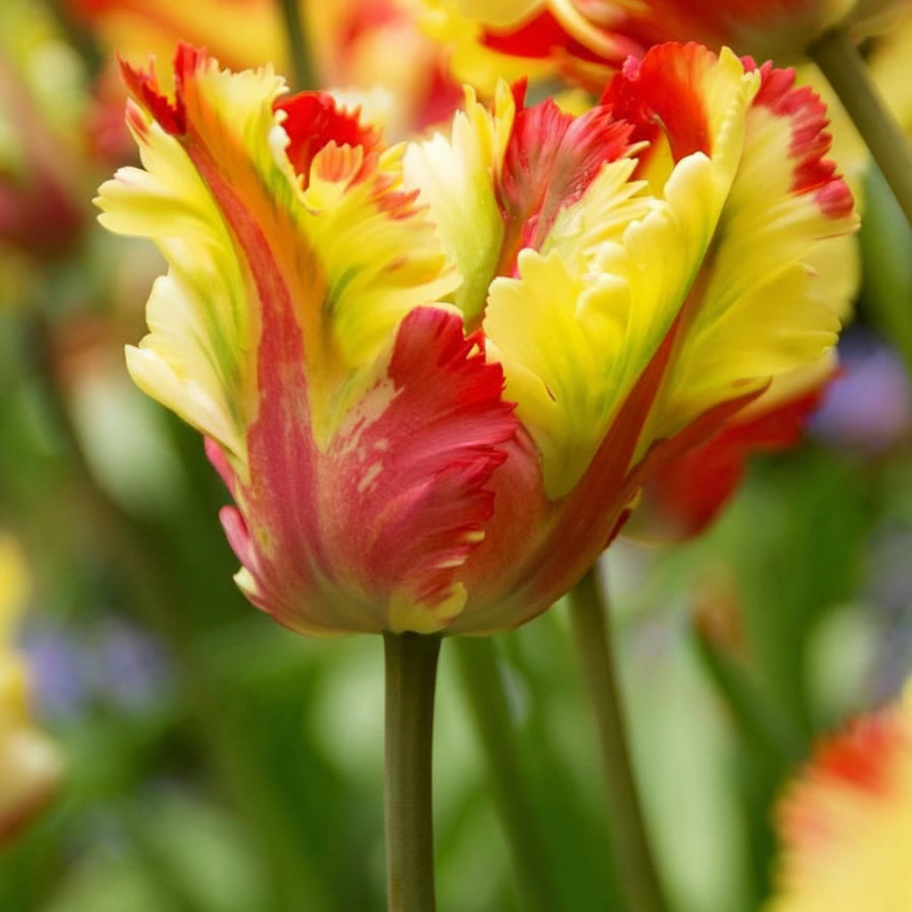 Bulbi de lalele Flaming Parrot – combinație intensă de culori și formă dramatică. Plantare toamna pentru un decor spectaculos în aprilie-mai.