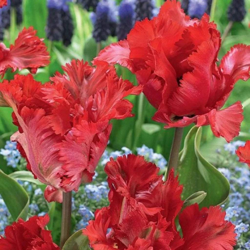 Bulbi_de_lalele_Garden_Fire - Fitza Florilor