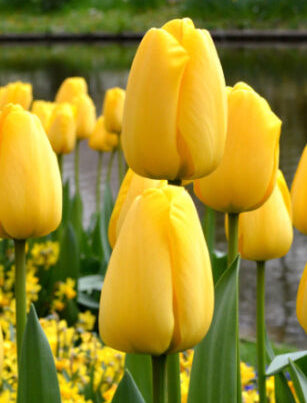 Bulbi de lalele Golden Parade – flori galbene spectaculoase, rezistente, ideale pentru grădină și borduri. Plantare ușoară, înflorire abundentă primăvara.