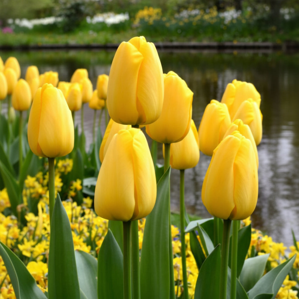 Descoperă bulbi de lalele Golden Parade la preț avantajos. Soi premium cu flori galbene intense, rezistență ridicată și înflorire timpurie primăvara.