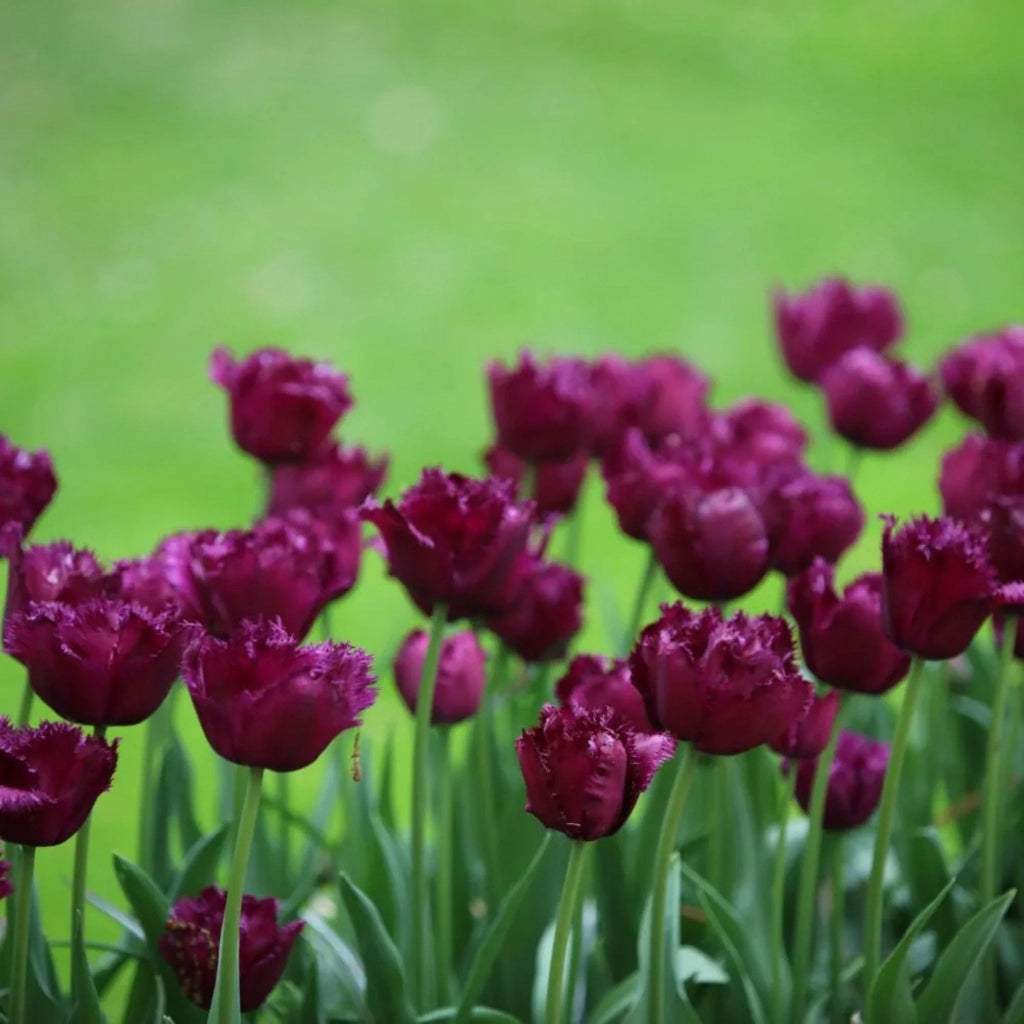 Bulbi_de_lalele_Gorilla - Fitza Florilor