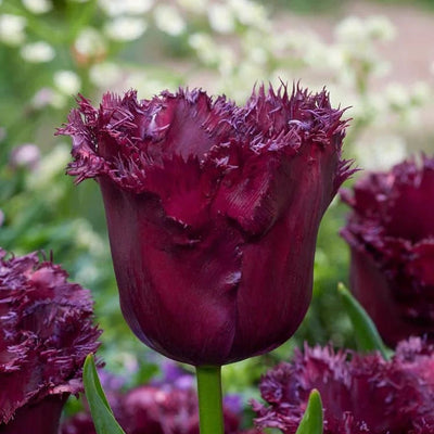 Bulbi de lalele Labrador, soi spectaculos cu flori în nuanțe închise, catifelate. Ideali pentru grădină sau ghiveci, cu înflorire elegantă primăvara.