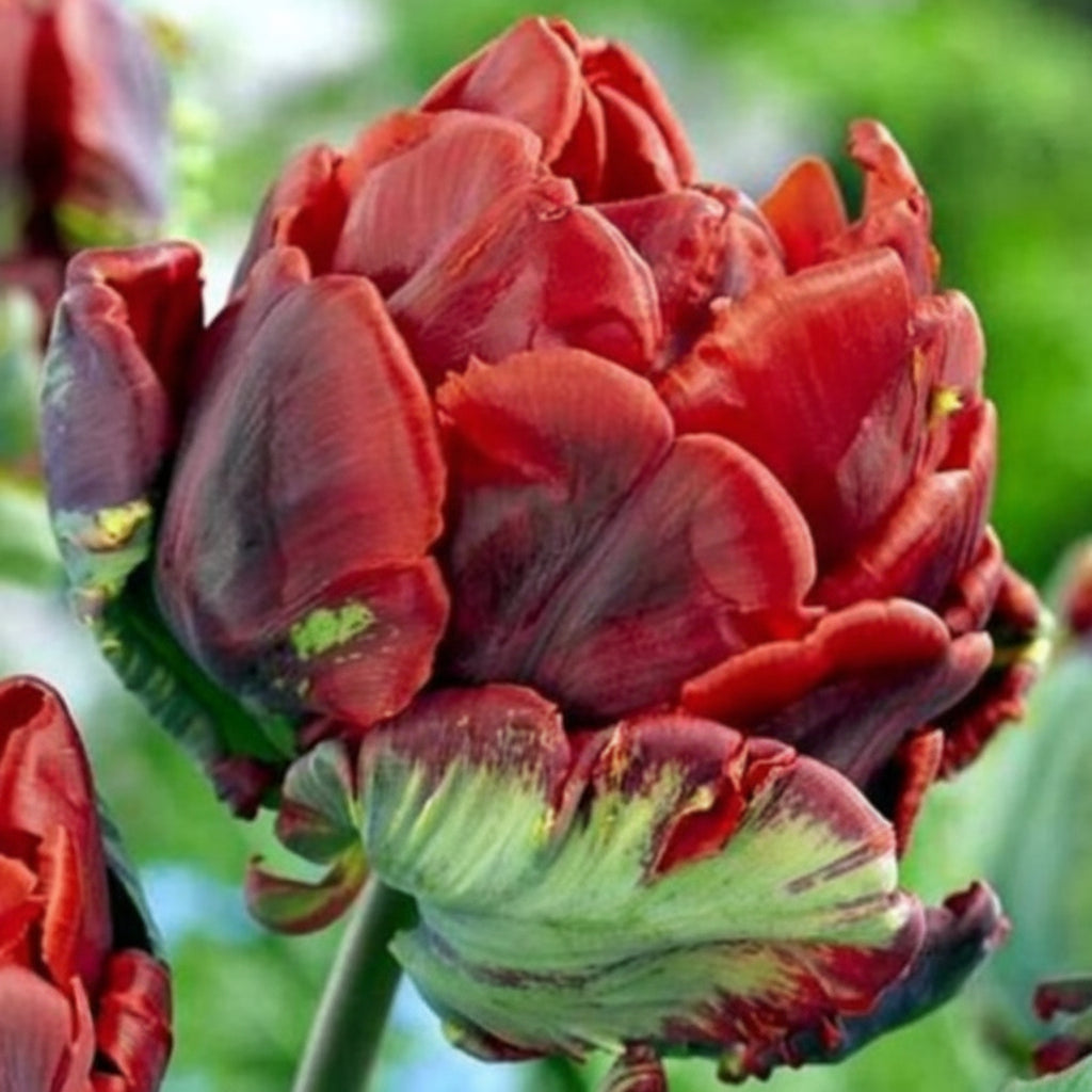 Bulbi de lalele Rococo Double – flori mari, catifelate, culoare roșu vibrant. Ideale pentru borduri decorative și buchete speciale.