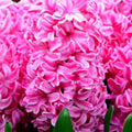 Bulbi_de_zambile_Double_Pink - Fitza Florilor