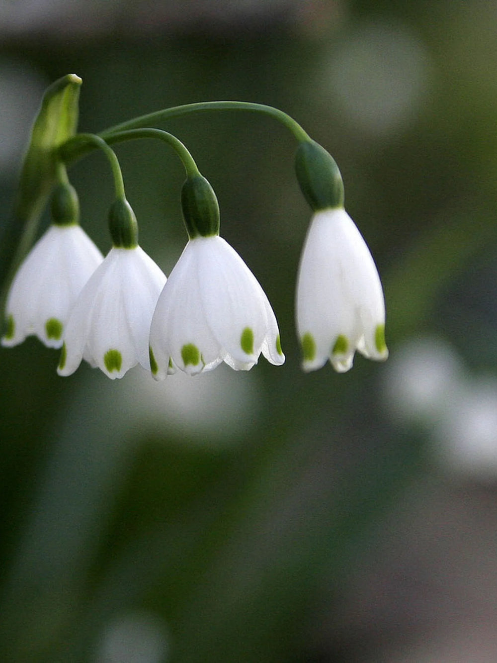 Bulbi ghiocei de vara