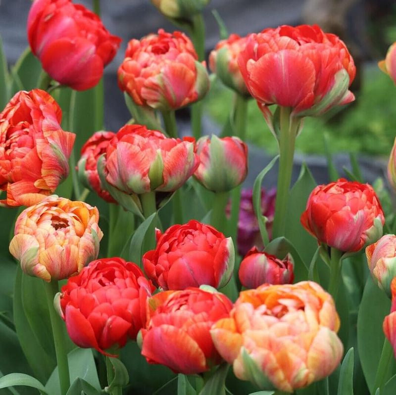 Bulbi lalele Gudoshnik Double de calitate superioară, perfecți pentru ronduri și buchete. Soi decorativ cu înflorire spectaculoasă și culori intense.