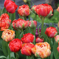 Bulbi_lalele_Gudoshnik_Double_1 - Fitza Florilor
