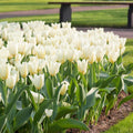 Bulbi lalele Purissima (Tulipa Purissima) – lalele albe elegante, cu flori mari și rezistente. Ideale pentru grădină sau ghiveci, înfloresc primăvara devreme.