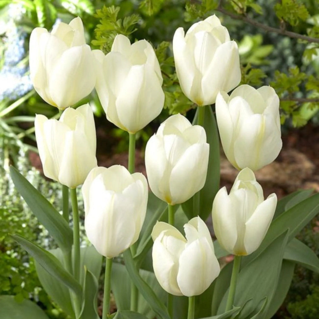 Cumpără bulbi lalele Purissima – soi alb pur, timpuriu, perfect pentru borduri și aranjamente florale. Plantare toamna, înflorire spectaculoasă primăvara.