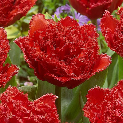 Bulbi lalele Qatar – soi roșu intens, cu flori elegante și rezistente. Ideale pentru grădină sau ghiveci, înfloresc spectaculos primăvara.