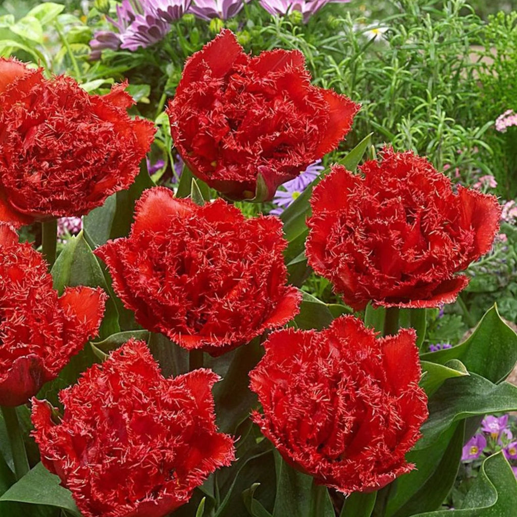 Bulbi lalele Qatar, lalele roșii vibrante perfecte pentru borduri și aranjamente florale. Plantare toamna, înflorire bogată în aprilie-mai.