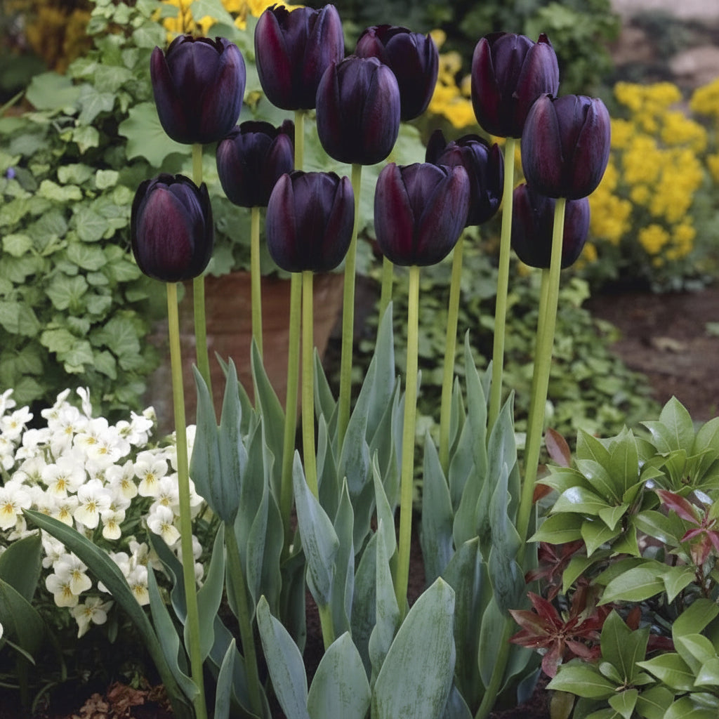 Bulbi lalele Queen of Night, lalele în nuanțe intense de mov-negru. Perfecte pentru contraste moderne și aranjamente rafinate.